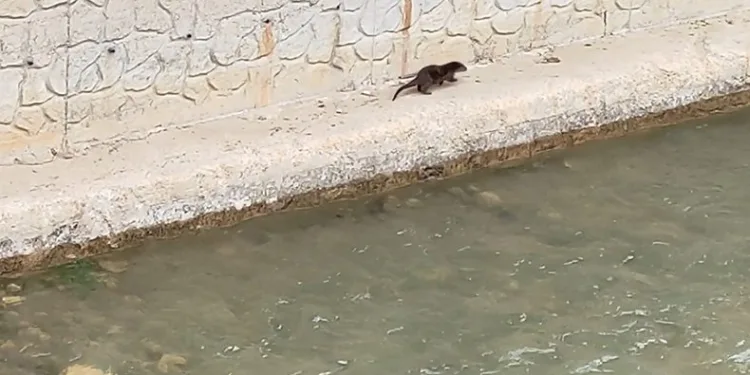 Su samuru Harşit Çayı’nda görüntülendi