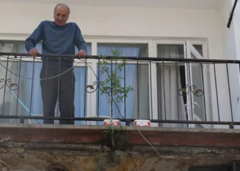 Balkon betonundan çıkan ağaç