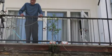 Balkon betonundan çıkan ağaç