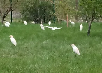 Yolunu şaşıran göçmen kuşları