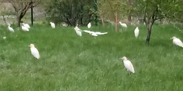 Yolunu şaşıran göçmen kuşları