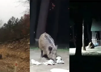 Aç kalan domuzlar şehir merkezine indi