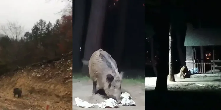 Aç kalan domuzlar şehir merkezine indi