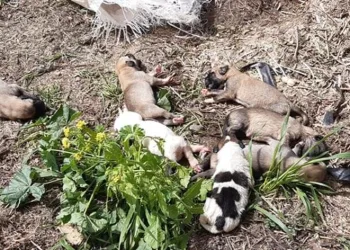 11 yavru köpek ölüme terk edildi