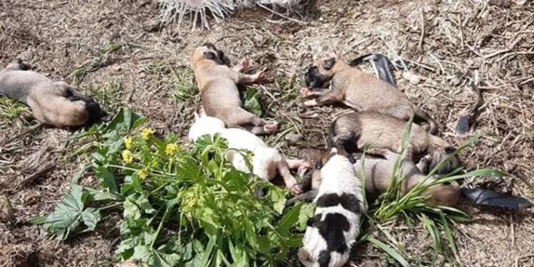 11 yavru köpek ölüme terk edildi