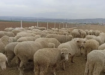 Şap, Hayvan üreticilerini vurdu