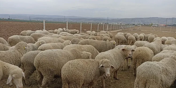 Şap, Hayvan üreticilerini vurdu