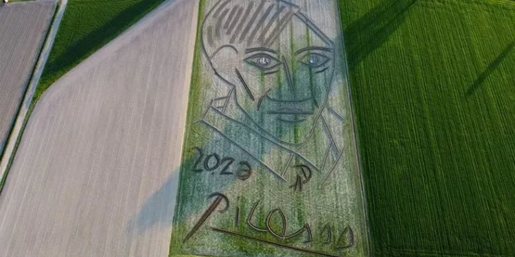 Tarlaya dev Picasso tablosu