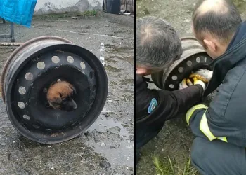 Yavru köpek başını janta sıkıştırdı