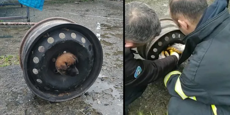 Yavru köpek başını janta sıkıştırdı