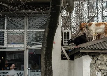 Keçilerin çatıda koşturması görenleri gülümsetti