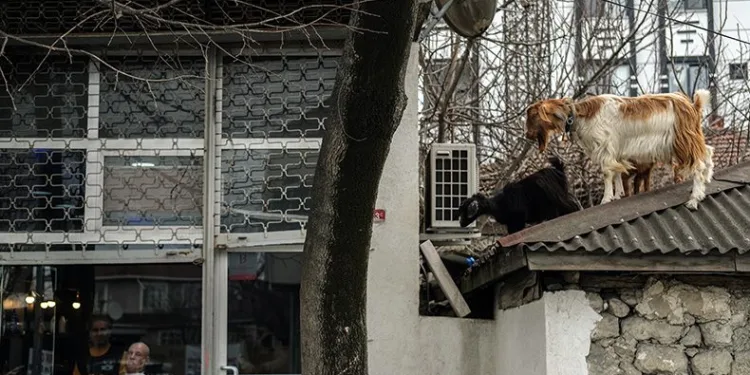 Keçilerin çatıda koşturması görenleri gülümsetti