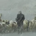 Kar yağdı, çobanlar zor anlar yaşadı