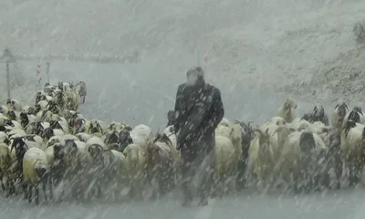 Kar yağdı, çobanlar zor anlar yaşadı