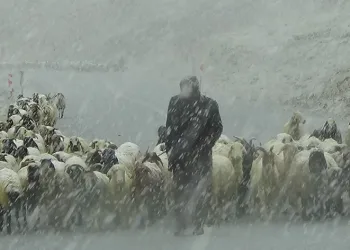 Kar yağdı, çobanlar zor anlar yaşadı