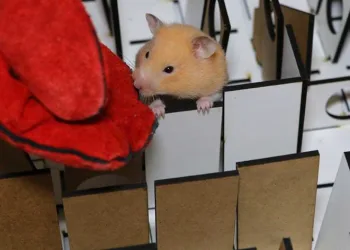 Depremde hamsterlar, köpeklere rakip olabilir