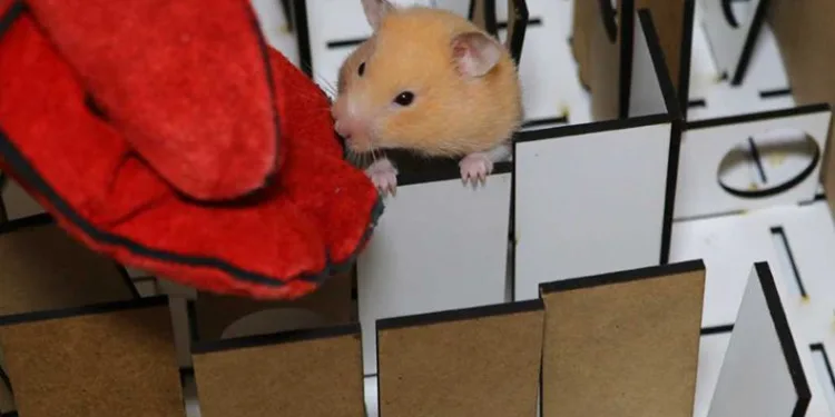Depremde hamsterlar, köpeklere rakip olabilir