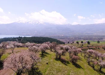 Hazar Gölü kıyısında badem ağaçları