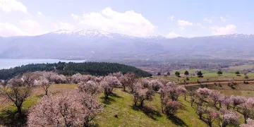 Hazar Gölü kıyısında badem ağaçları