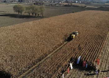 Patates üreticisi mısıra yöneldi