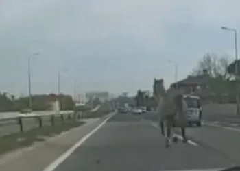 Başıboş at trafiği karıştırdı