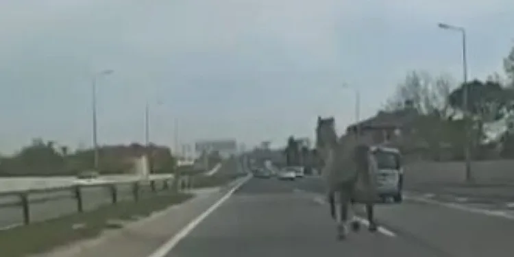 Başıboş at trafiği karıştırdı