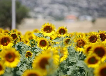 Çiftçilere ayçiçeği tohumu dağıtıldı