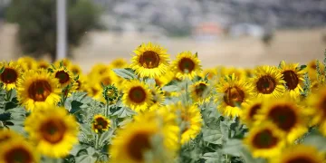 Çiftçilere ayçiçeği tohumu dağıtıldı