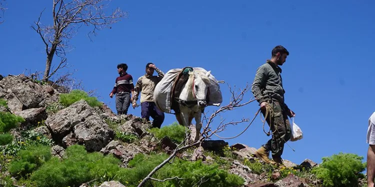 Terörün yerini huzura bıraktığı dağlar