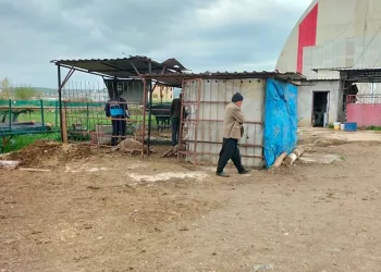 Koyunlar telef edilmiş halde bulundu