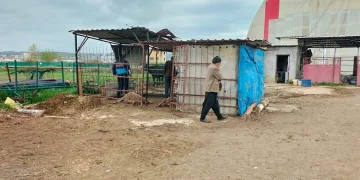 Koyunlar telef edilmiş halde bulundu