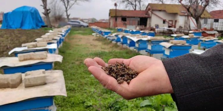 Bursa’da toplu arı ölümleri