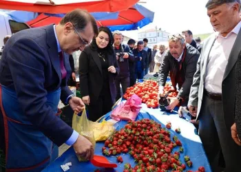 Bakan Dönmez çilek tezgâhının başına geçti