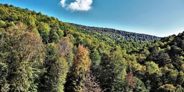 En fazla ormanlık alana sahip beşinci il