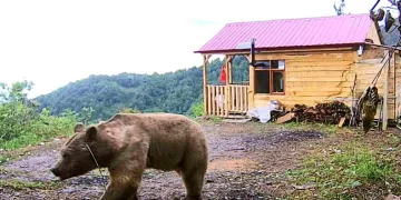 Hırsızdan şüphelendi, ayı çıktı
