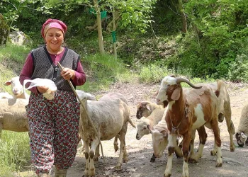Kadın üreticiler sürülerini büyütüyor