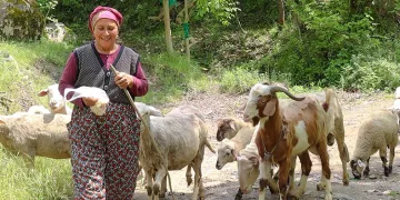 Kadın üreticiler sürülerini büyütüyor