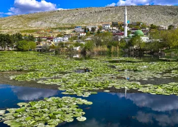 Nilüferler görsel şölen sunuyor