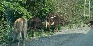 Havaların ısınmasıyla inekler kent merkezine salındı