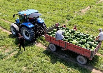 Tescilli Adana karpuzunda hasat başladı
