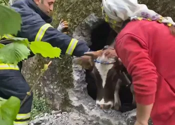 İtfaiyenin inek kurtarma operasyonu