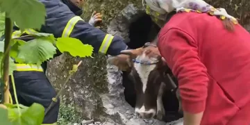 İtfaiyenin inek kurtarma operasyonu