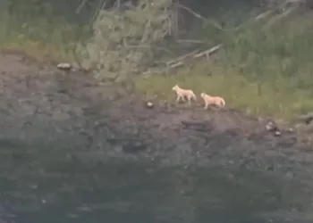 Mahsur kalan köpekleri vatandaş kurtardı