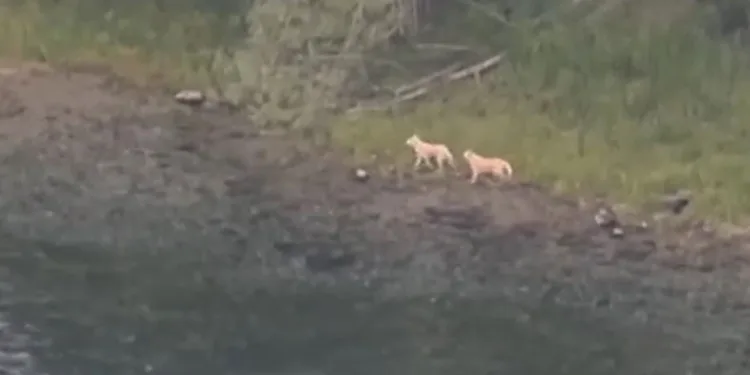 Mahsur kalan köpekleri vatandaş kurtardı