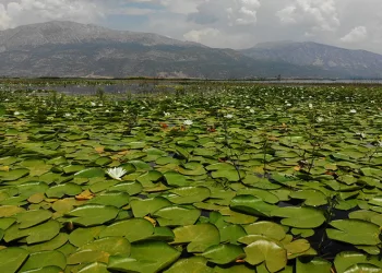 Işıklı Gölü’nde nilüfer şöleni başlıyor