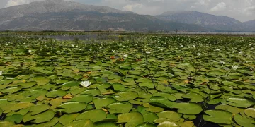 Işıklı Gölü’nde nilüfer şöleni başlıyor