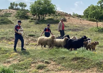 Kaybolan küçükbaş hayvanlar jandarma buldu