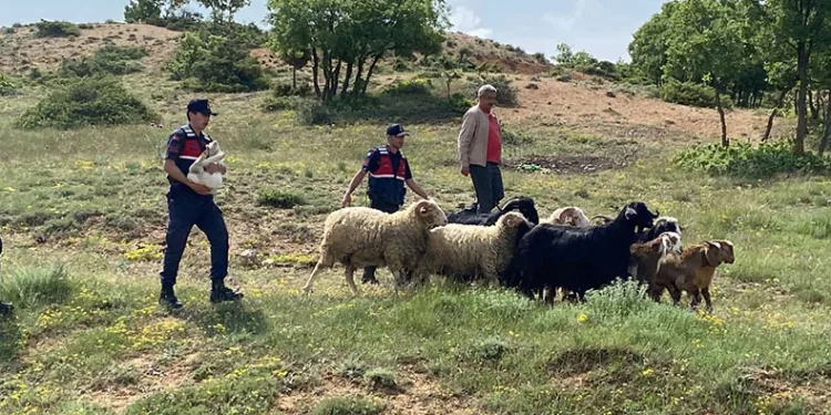 Kaybolan küçükbaş hayvanlar jandarma buldu