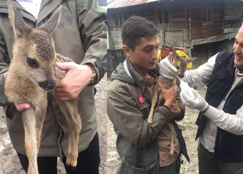 Yavru karaca koruma altına alındı