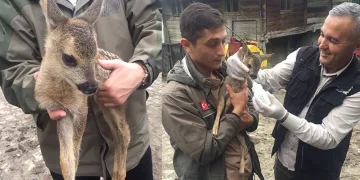 Yavru karaca koruma altına alındı